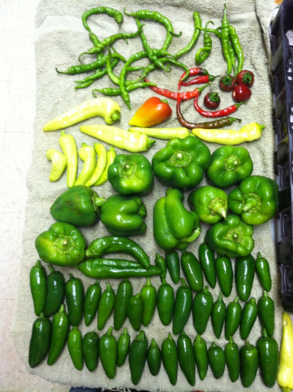 more of our peppers...aha!  Banana peppers, I knew I was missing something!